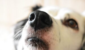 Cães podem detectar covid-19 com mais rapidez e precisão do que os testes