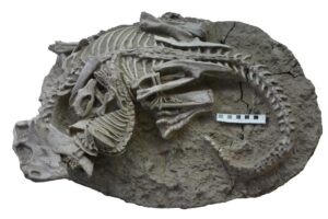 fóssil de dinossauro e mamífero encontrado na China