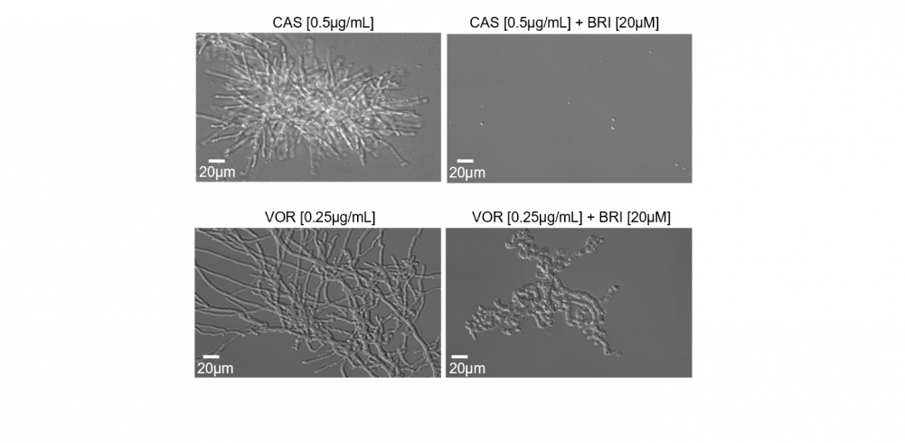 Nas imagens à esquerda, fungo Aspergillus fumigatus exposto por 48 horas aos antifúngicos tradicionais caspofungina (acima) e voriconazole (embaixo). À direita, combinação das drogas com brilacidina eliminou a maior parte dos fungos 