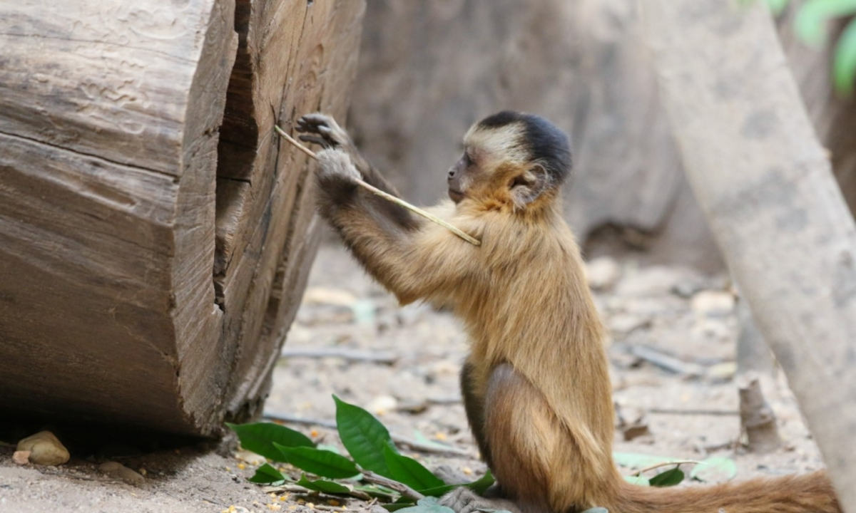 Macacos-prego que passam mais tempo no chão mostram maior diversidade de ferramentas