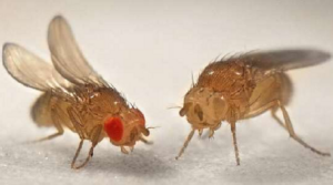 moscas da fruta (espécie Drosophila melanogaster) com olhos vermelhos e brancos