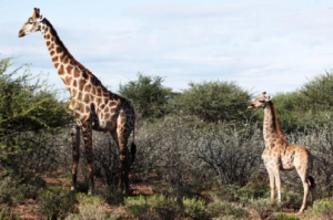 fotografia mostra nigel (à direita) e uma girafa angolana de tamanho normal