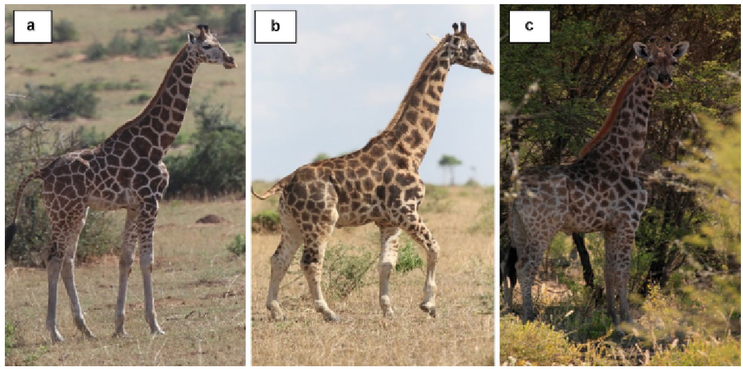 montagem com fotografias de três girafas: uma girafa núbia adulta, de tamanho normal; gimli e nigel.