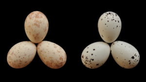 fotografia de ovos de cuco e drongo