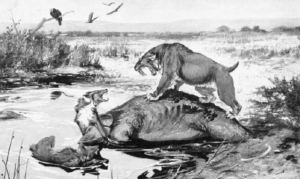 Ilustração de tigre dentes-de-sabre e lobo terrível brigando por uma carcaça de mamute. La Brea Tar Pits, Califórnia, Robert Bruce Horsfall