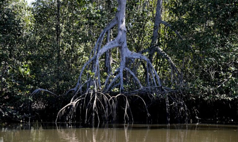 Mangue: raízes de um manguezal