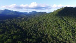 Recuperar as florestas no Brasil exige investimento de R$ 230 bilhões, diz estudo