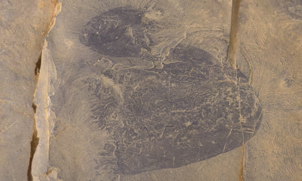 fotografia do fóssil de água-viva encontrado no Canadá