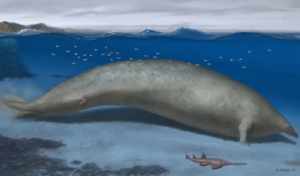 ilustração de como seria a baleia cujos ossos foram encontrados no Peru