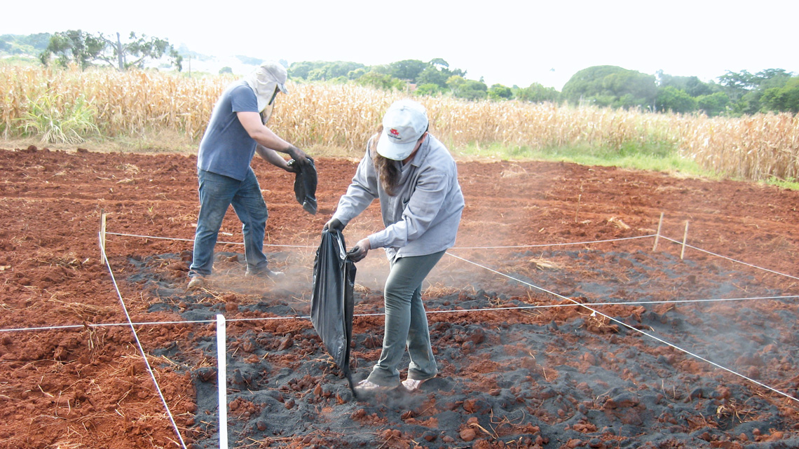 Aplicação de biocarvão e preparo do solo para cultivo em área experimental do Instituto Agronômico de Campinas