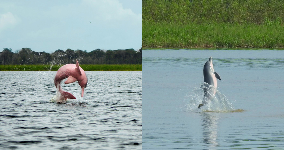 Boto-cor-de-rosa e tucuxi são mais visíveis quando saltam para fora da água. 