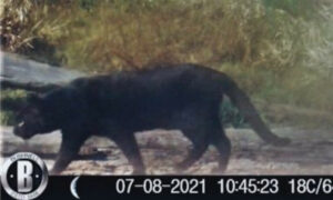 Cientistas fazem registro inédito de gato-palheiro-pampeano preto