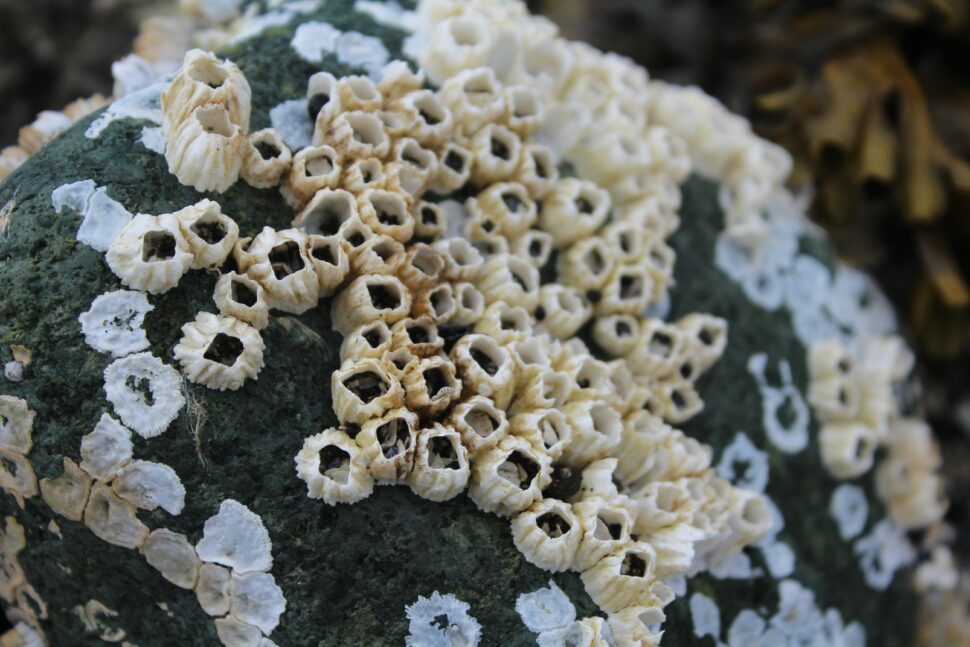 Cracas, crustáceos cujas conchas se formam em camadas, diariamente
