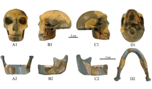 Crânio de 300 mil anos da China é diferente de outros fósseis humanos; entenda