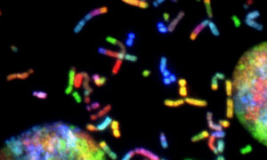 Cientistas divulgam a primeira sequência completa de um cromossomo Y humano