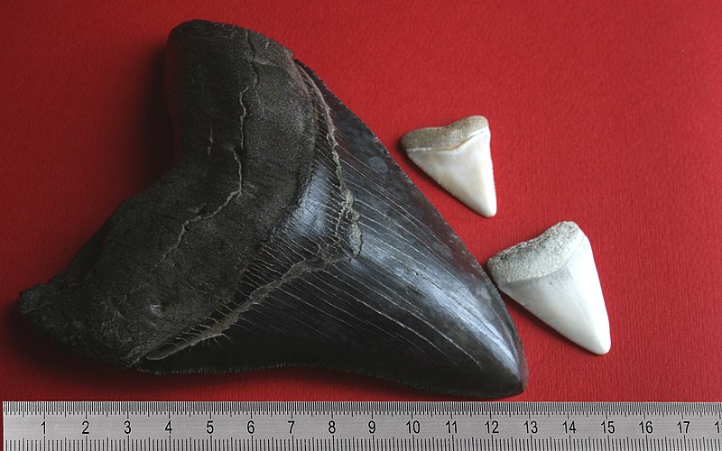 fotografia de dente fossilizado do megalodonte e de dentes de tubarão-branco moderno