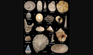 Obra em canal da Nova Zelândia revela fósseis de 266 espécies