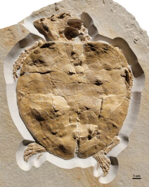 Fotografia do fóssil de tartaruga