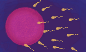 Cientistas descobrem mecanismo químico da infertilidade em espermatozoides