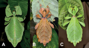 Estes 7 insetos recém-descobertos são verdadeiros mestres em camuflagem