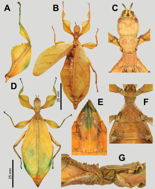 Estes 7 insetos recém-descobertos são verdadeiros mestres em camuflagem