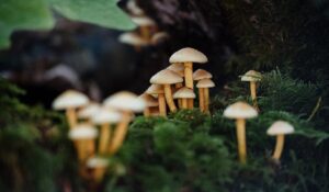 fotografia de cogumelos em uma floresta. fungos salvam a atmosfera de toneladas de carbono