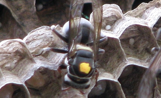 Fêmea de marimbondo marcada com caneta colorida para diferenciar rainhas e operárias. Na foto, possivelmente executa o comportamento de lamber o ovo de outra fêmea, algo que pode estar relacionado a domínio