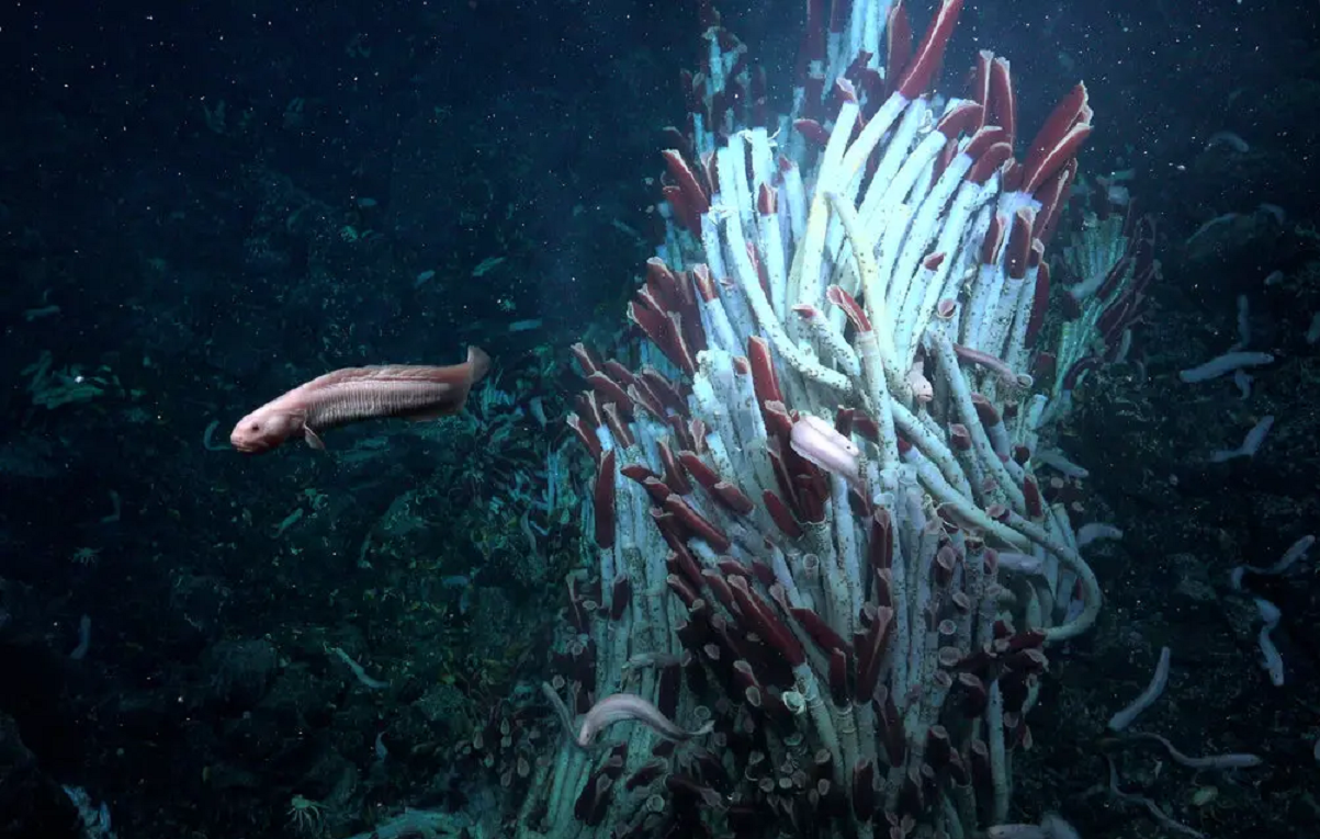 imagem de um peixinho nadando perto de uma torre de vermes tubulares, no ecossistema recém-descoberto