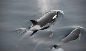 Orcas na menopausa: por que são vitais na sequência da espécie