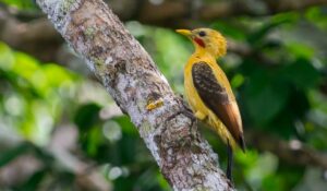 Picapau-amarelo e Ararinha-azul: Brasil lista suas espécies ameaçadas