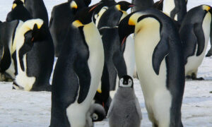 Aquecimento global faz novas vítimas: bebês pinguins morrem na Antártida