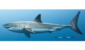 Megatubarão 2: tubarão do filme existiu de verdade e tinha 20 metros