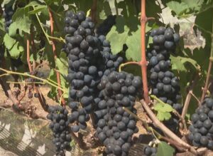 produção de vinho no cerrado brasileiro ganha reconhecimento internacional