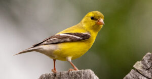 Aprendizagem vocal ajuda aves nas habilidades cognitivas, diz estudo