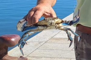 invasão de caranguejos na Itália