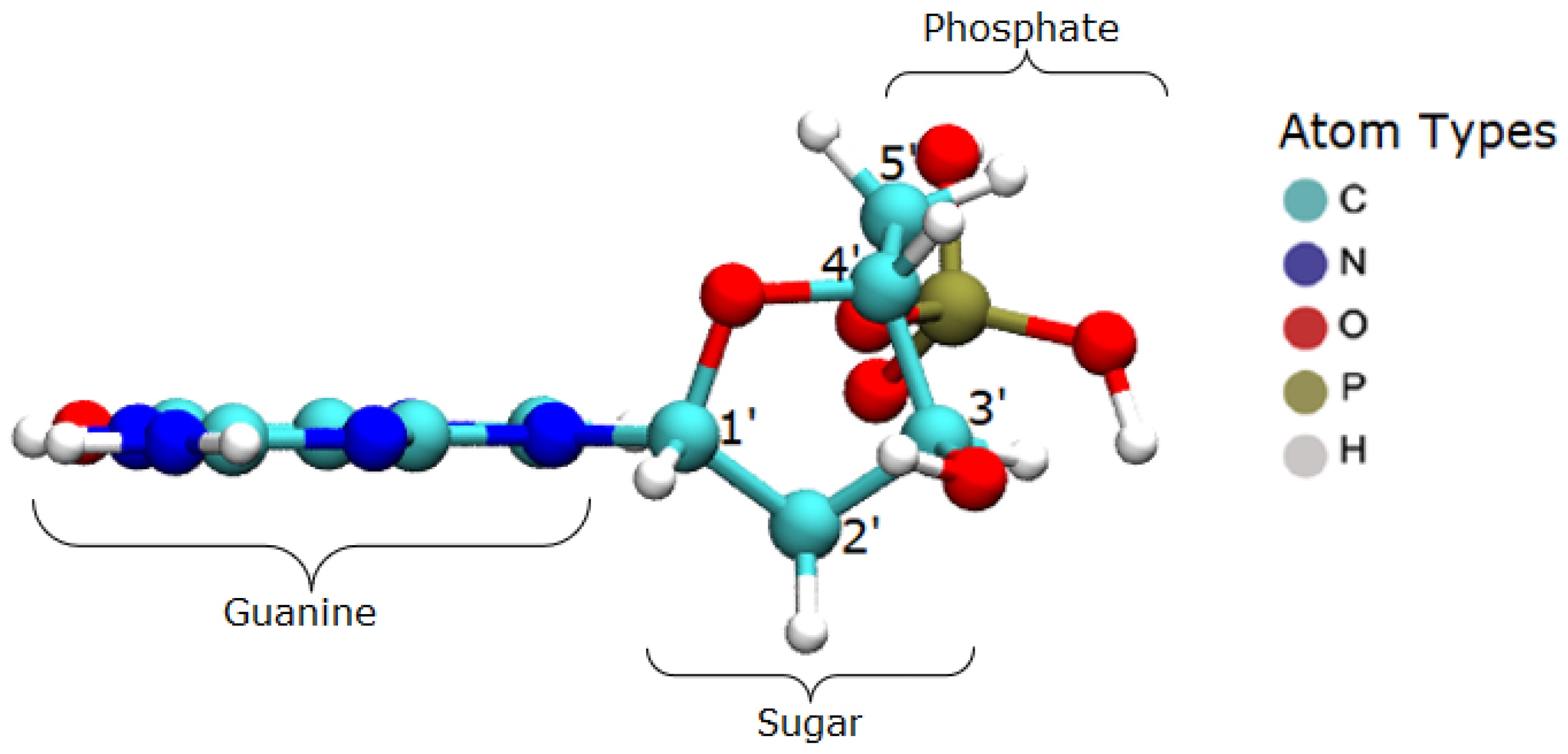 O radical hidroxila causa a dissociação da guanina, uma das bases nitrogenadas que formam os nucleotídeos constituintes das moléculas de DNA