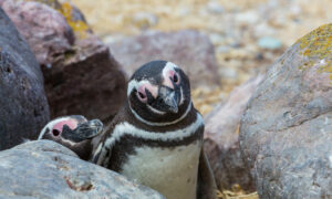 Espécie extinta de pinguins minúsculos é descoberta na Nova Zelândia