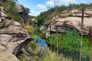 Grãos de pólen do fundo de uma lagoa revelam a história recente da Caatinga