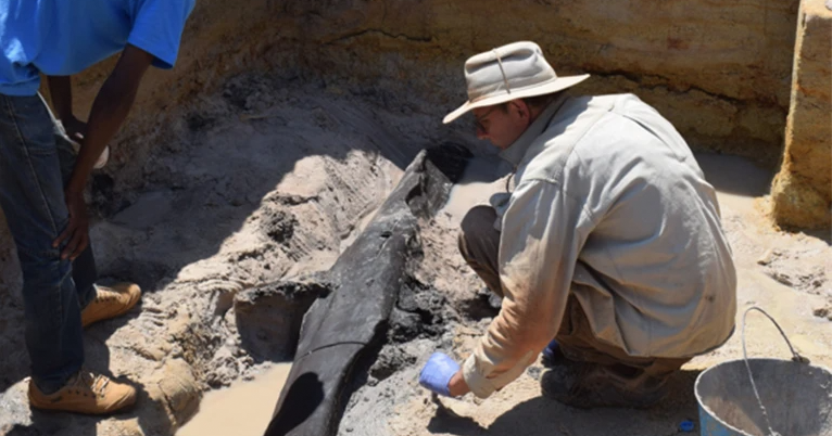 Na Zâmbia, cientistas encontram as ferramentas de madeira mais antigas usada por hominídeos