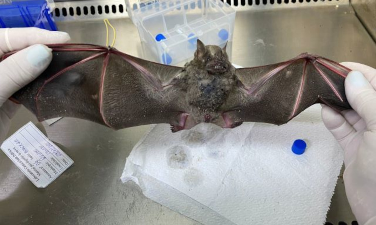 In Ceará, different types of rabies virus have been found in bats