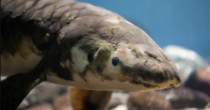 Conheça o Methuselah, o peixe de aquário mais velho que existe