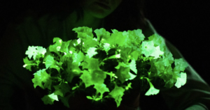 EUA aprovam venda de plantas que brilham no escuro; veja no vídeo