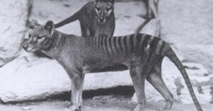Pela 1ª vez, cientistas recuperam RNA de tigre da Tasmânia extinto