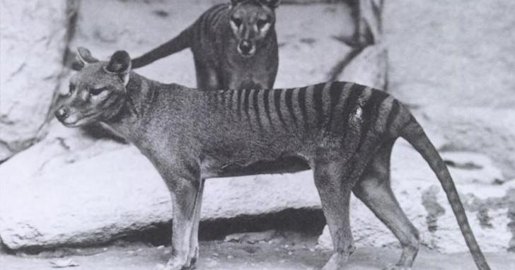 Por primera vez, los científicos recuperan ARN de un tigre de Tasmania extinto
