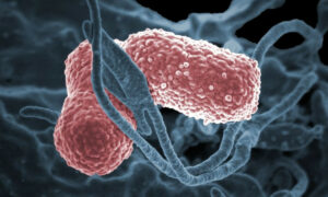 USP aponta estratégias que ajudam a conter disseminação de ‘superbactérias’ em hospitais