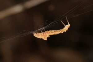 Enzimas encontradas no suco digestivo e no veneno de aranhas podem ter a mesma origem, sugere estudo