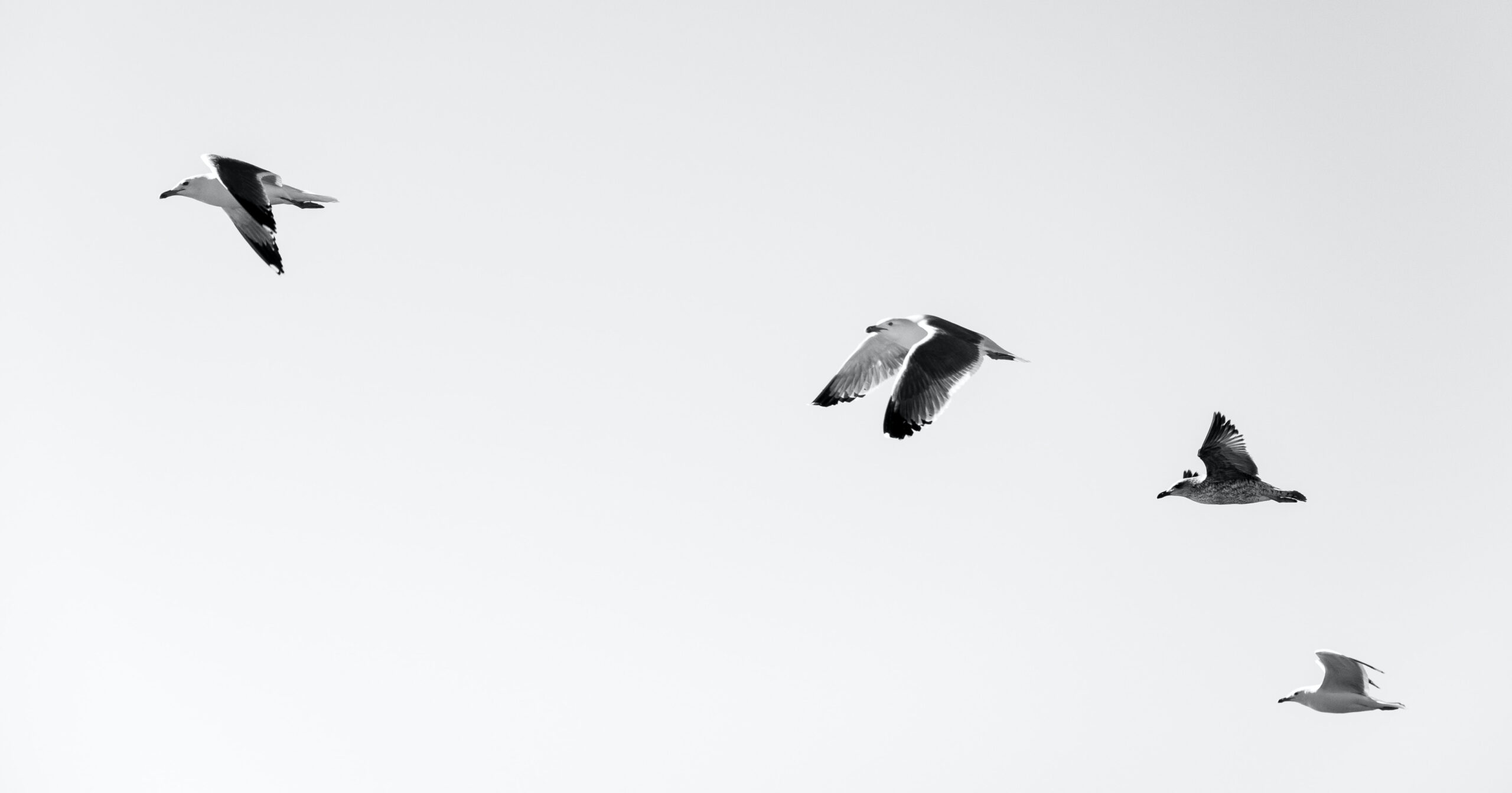 Os opostos se atraem? Não entre as gaivotas, aves marinhas