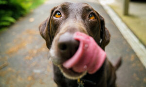 Startup promete pílula que ajuda cães retardar envelhecimento