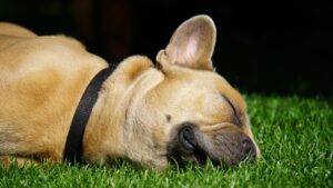 Dormindo, mas atento: estudo mostra que cães conseguem identificar sons durante sono