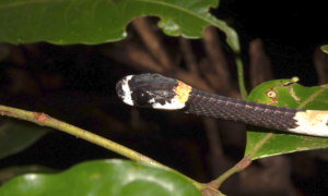 Cobra fala? Cientistas brasileiros registram 1ª vocalização de serpente na América do Sul